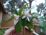 lemon tree blossom